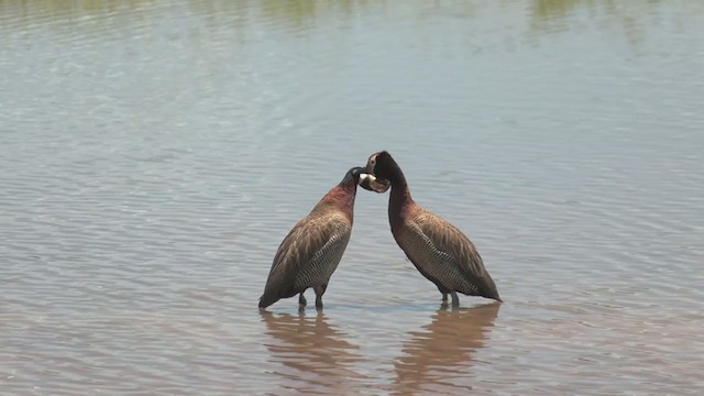 אווזון לבן-פנים - ML247574061