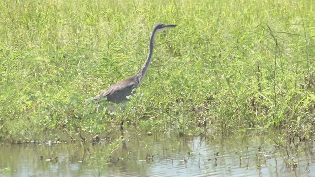 Black-headed Heron - ML247574341