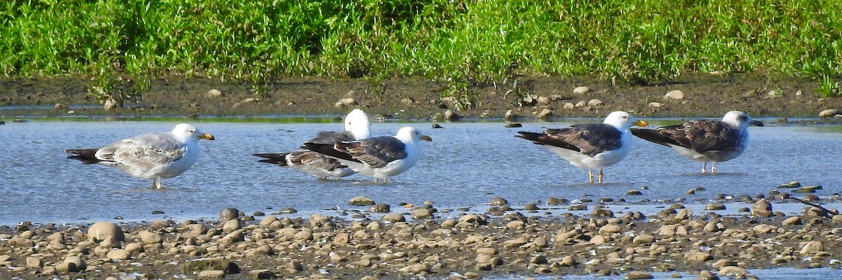 Kuzey Gümüş Martısı (argentatus/argenteus) - ML247574571