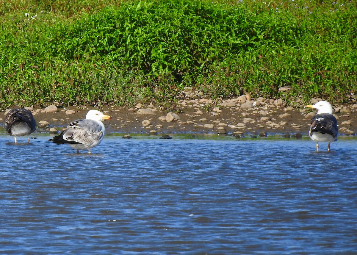 Goéland argenté (argentatus/argenteus) - ML247574591