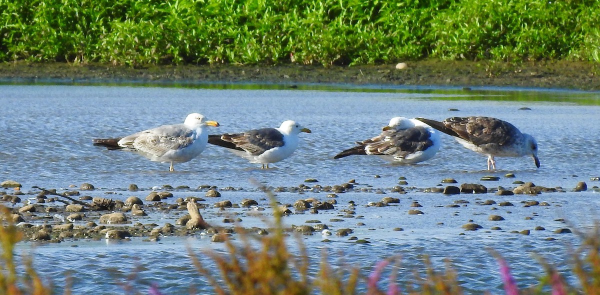 Goéland argenté (argentatus/argenteus) - ML247574601