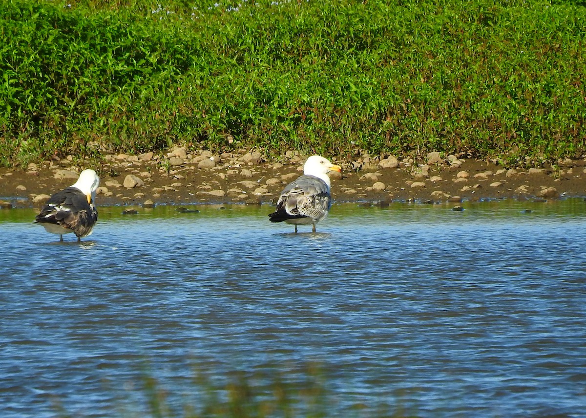 Goéland argenté (argentatus/argenteus) - ML247574611