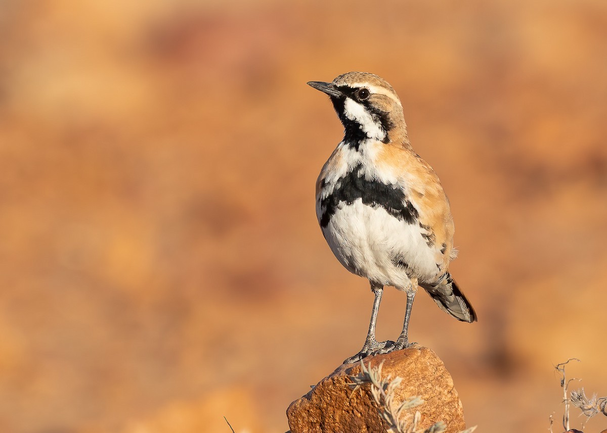 Cinnamon Quail-thrush - Barry Deacon