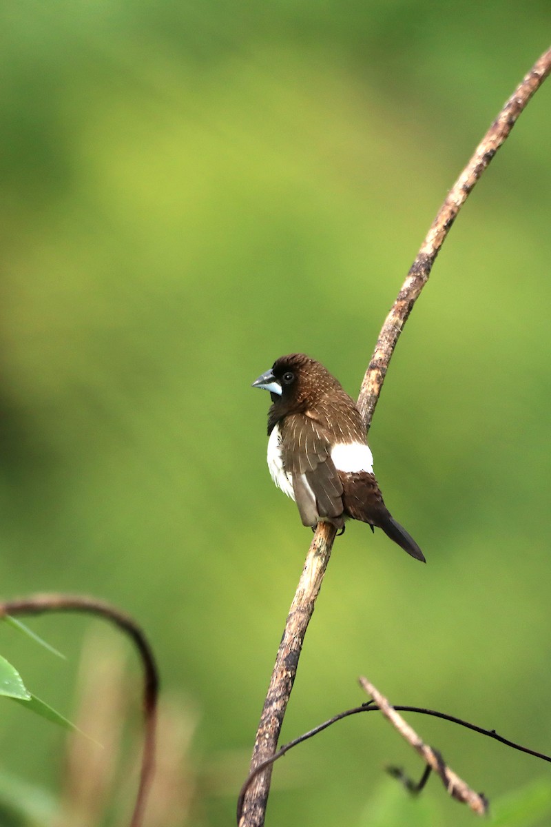 White-rumped Munia - Novelkumar M S