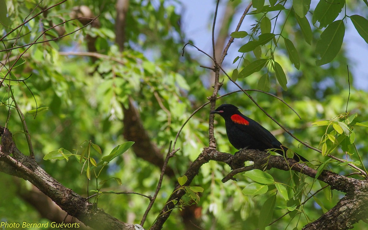 Red-shouldered Cuckooshrike - ML247577201