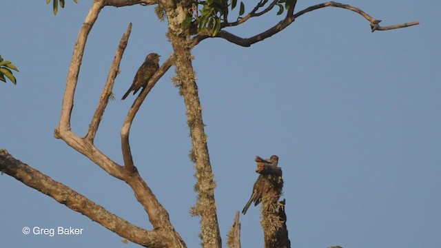 Klaas's Cuckoo - ML247577781