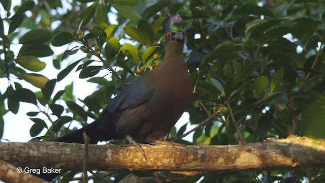 Purple-crested Turaco - ML247577791