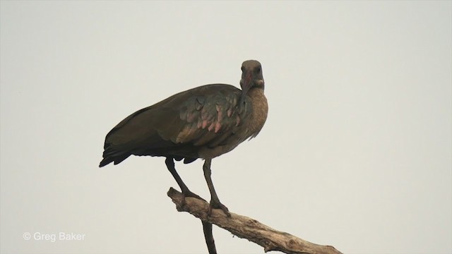 Hadada Ibis - ML247577841