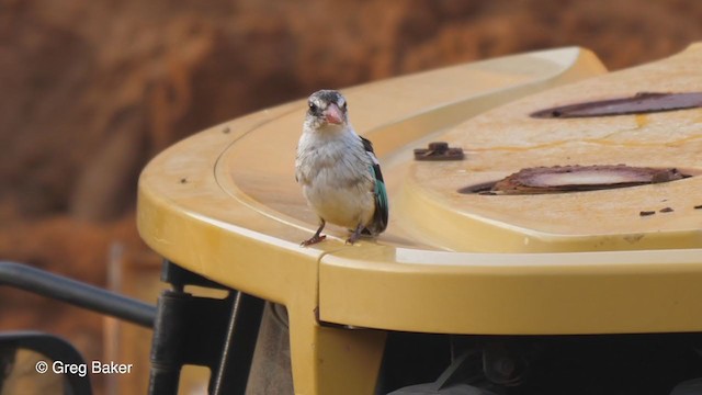 Brown-hooded Kingfisher - ML247577871