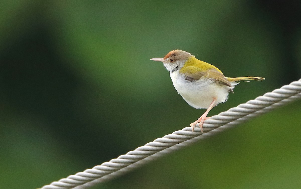 Common Tailorbird - Novelkumar M S