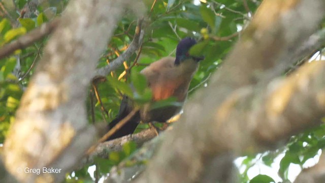 Purple-crested Turaco - ML247577911