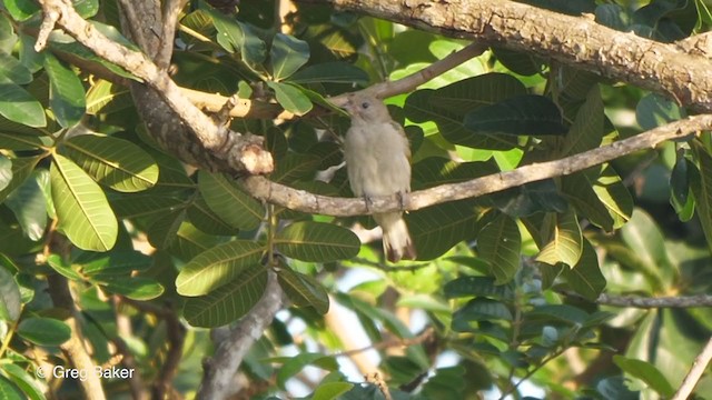 Lesser Honeyguide (Lesser) - ML247578011