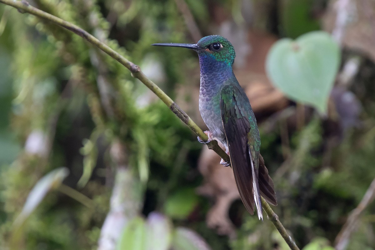 Green-backed Hillstar - Arthur Grosset