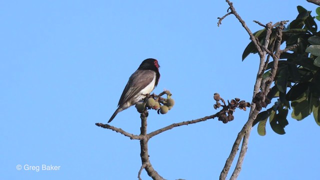 Black-collared Barbet - ML247578101