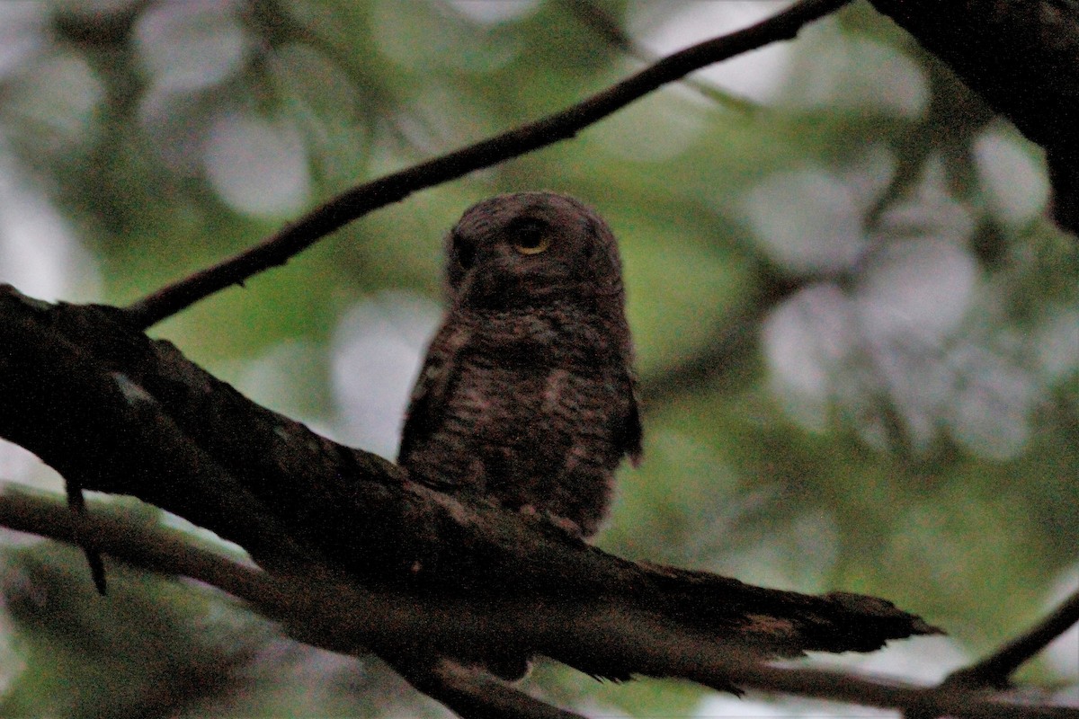 Eastern Screech-Owl - ML247578541