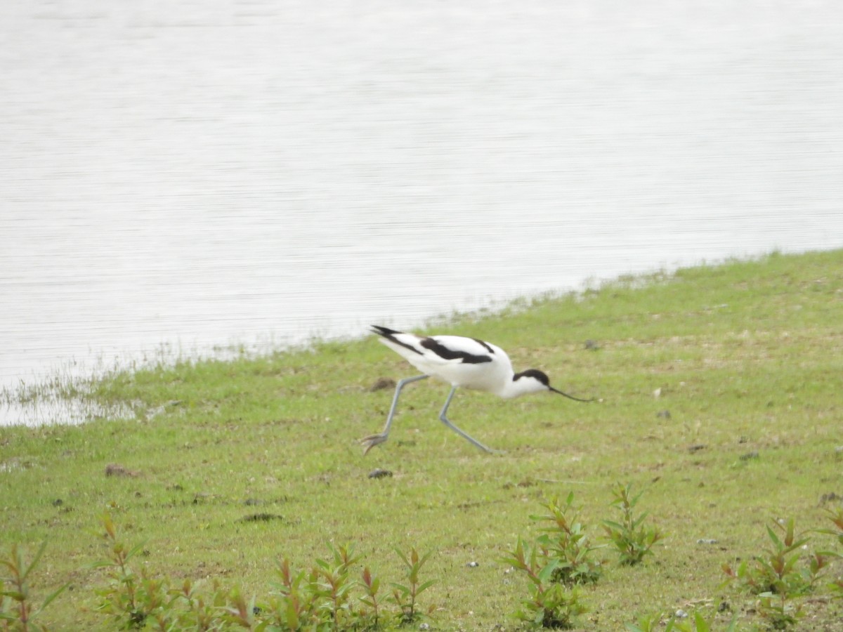 Pied Avocet - Jan Roedolf