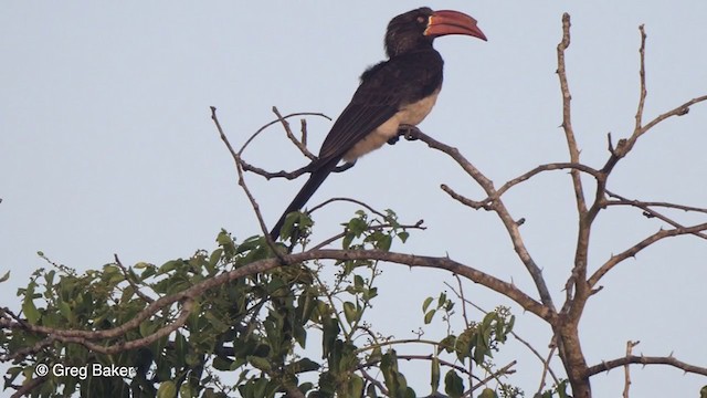 Crowned Hornbill - ML247578721