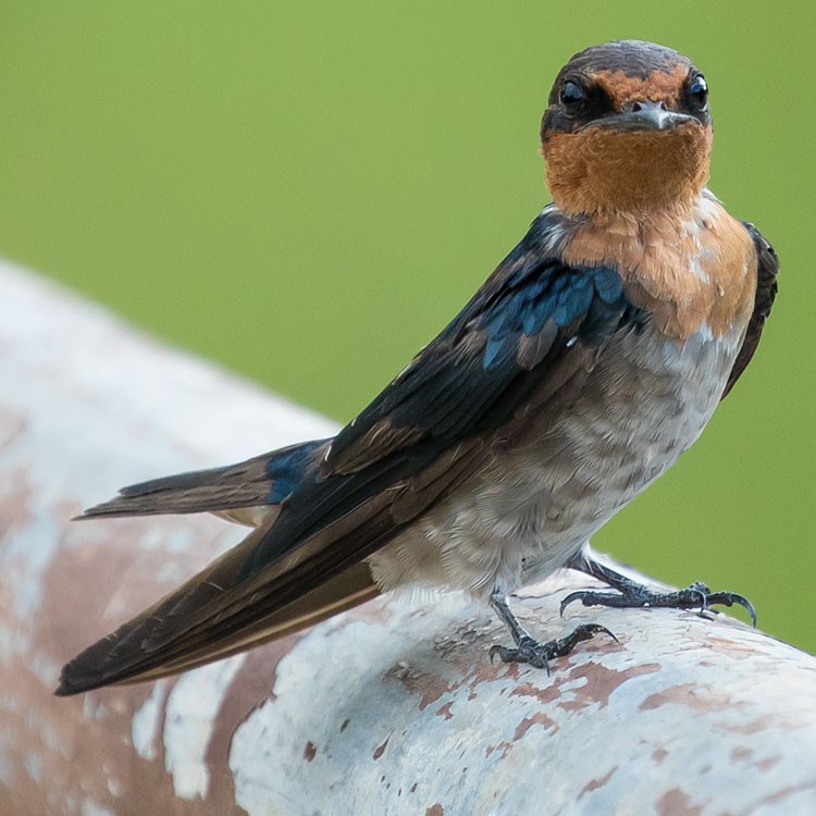 Pacific Swallow - ML247579741