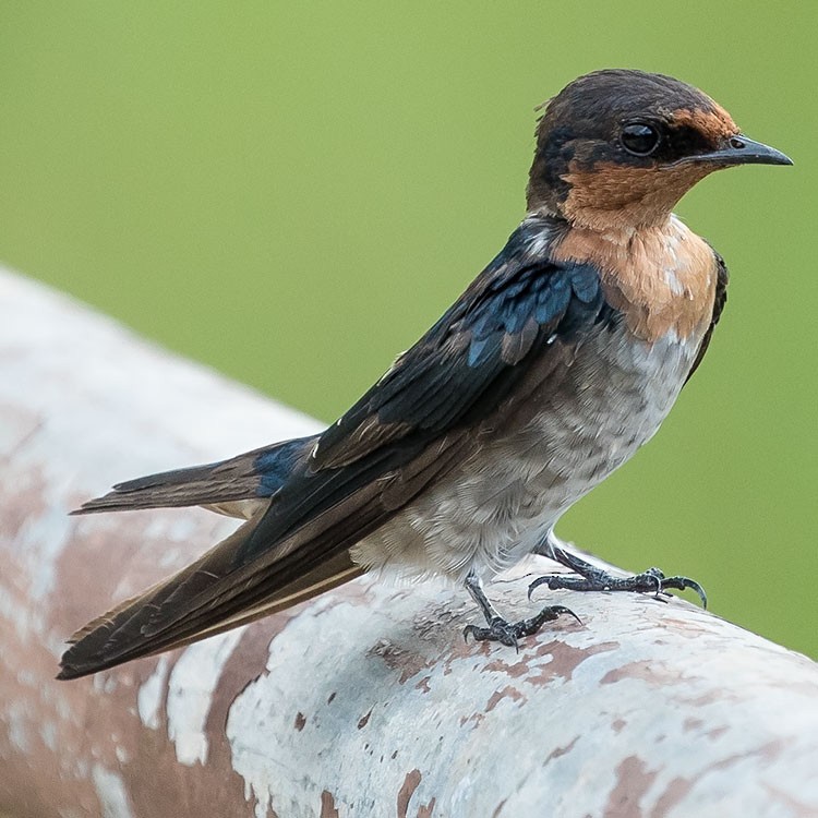Pacific Swallow - ML247579751