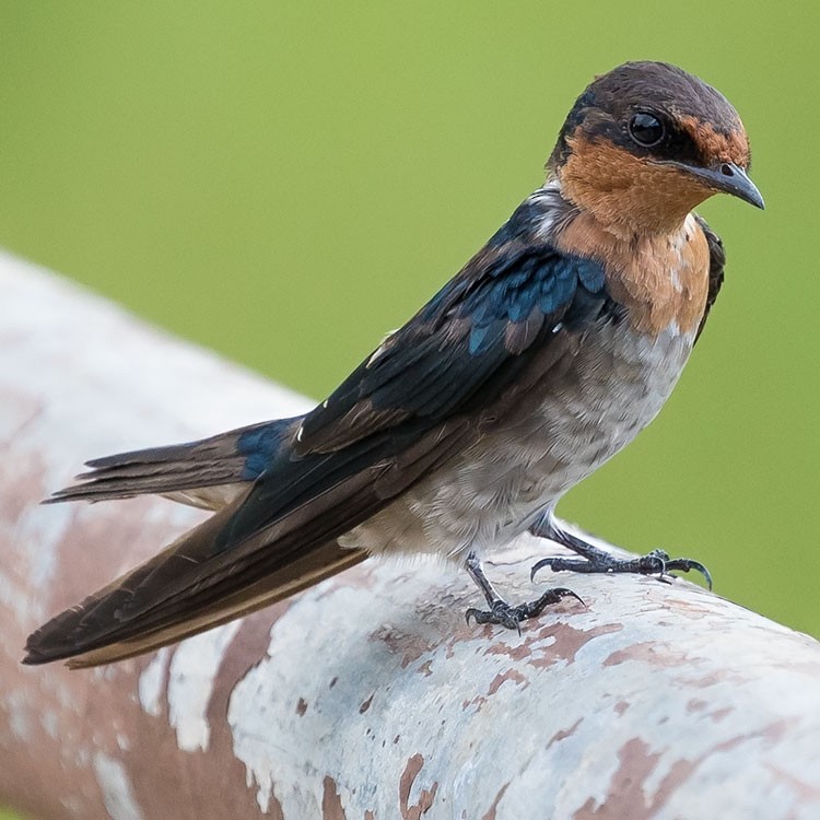 Pacific Swallow - ML247579781