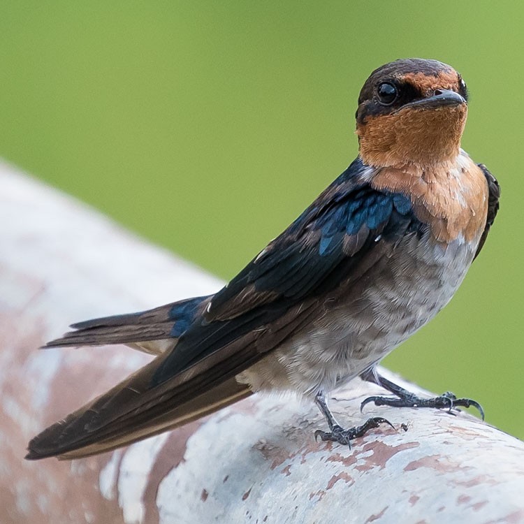 Pacific Swallow - ML247579791