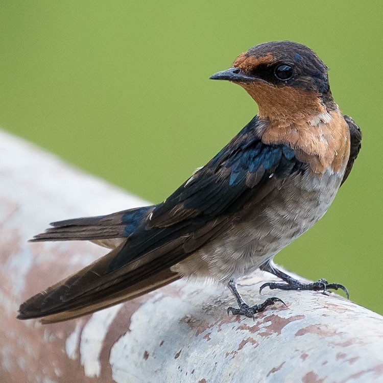 Pacific Swallow - ML247579801