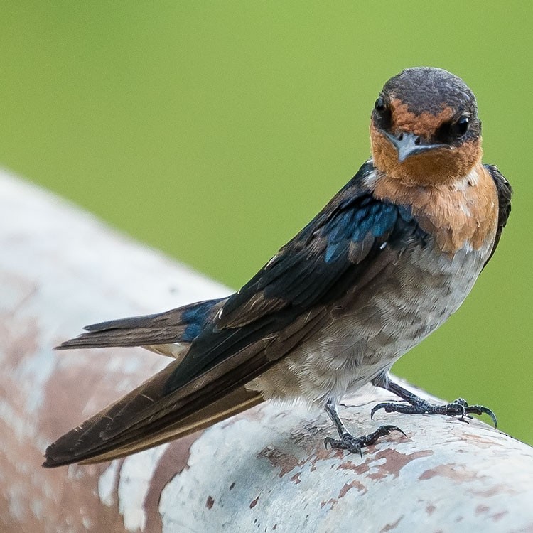 Pacific Swallow - ML247579811