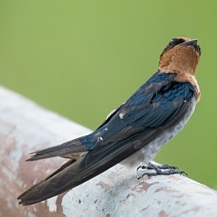 Pacific Swallow - ML247579821