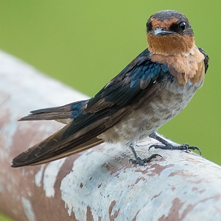 Pacific Swallow - ML247579831