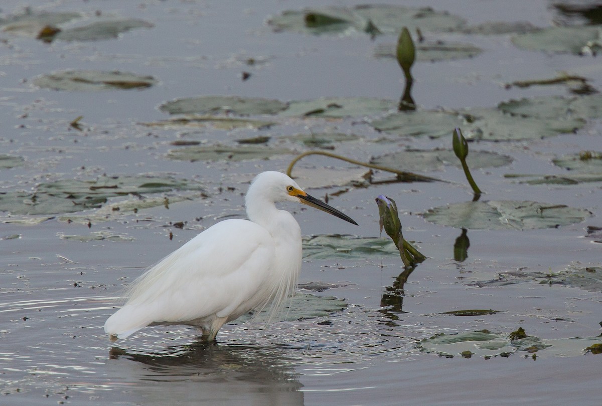 Little Egret - Geoff Dennis