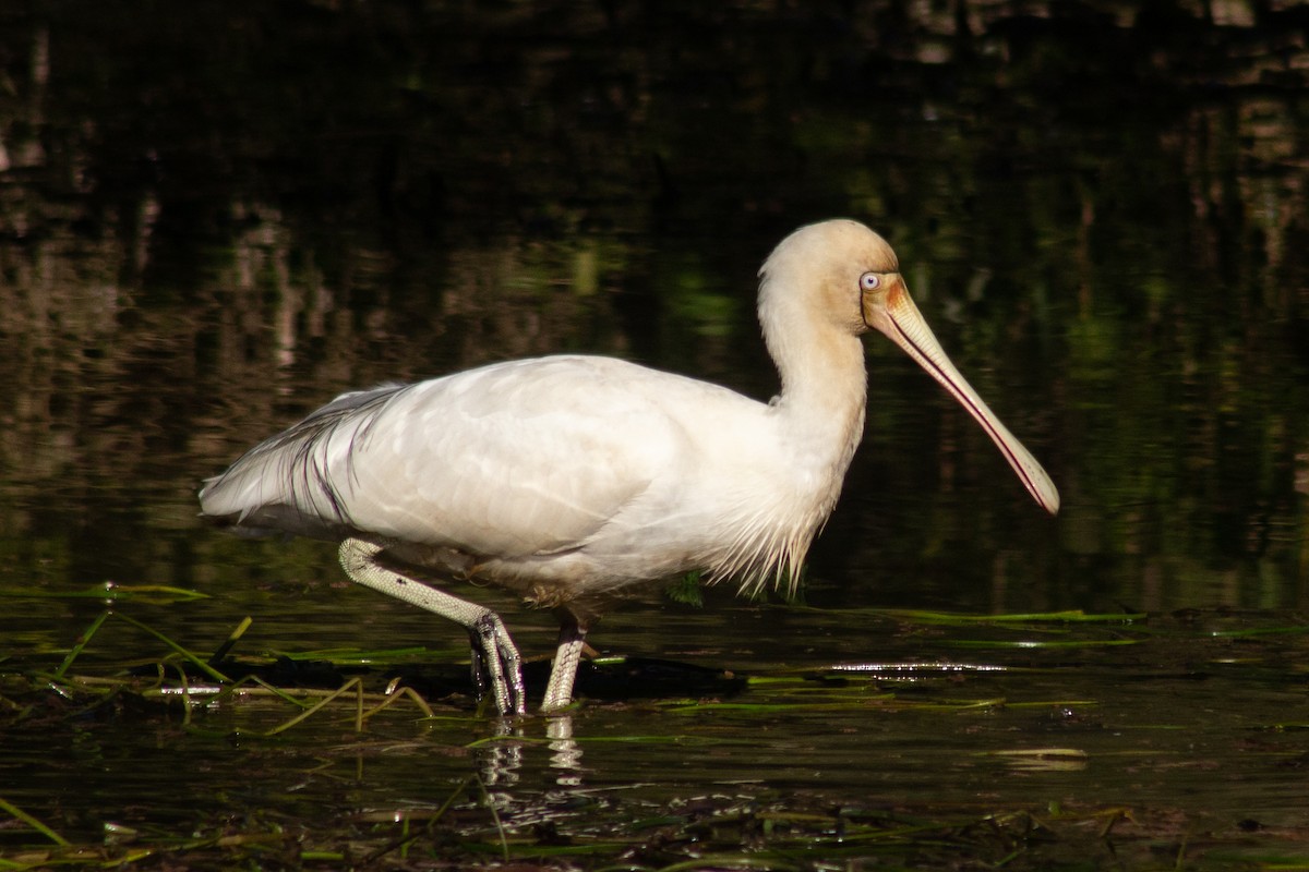 Yellow-billed Spoonbill - Joel Poyitt