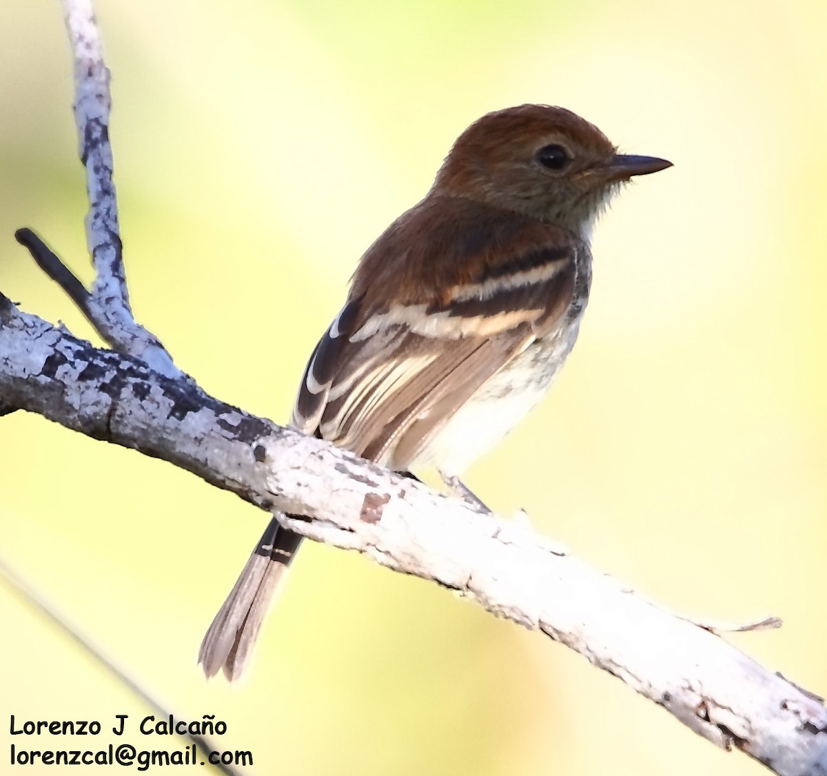 Bran-colored Flycatcher - ML247580701