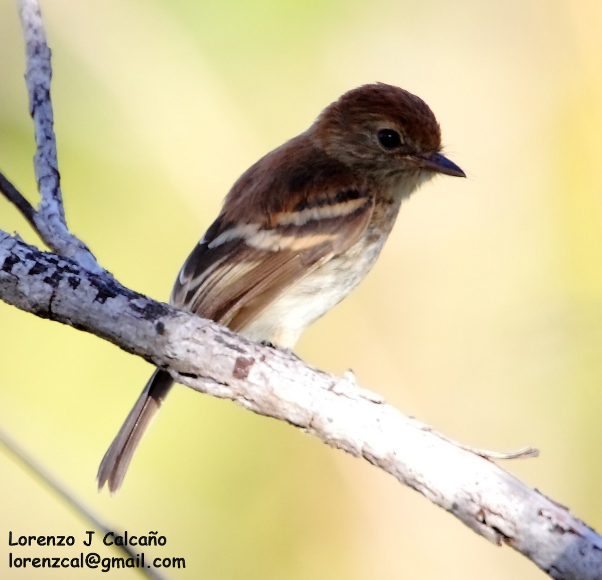 Bran-colored Flycatcher - ML247580711