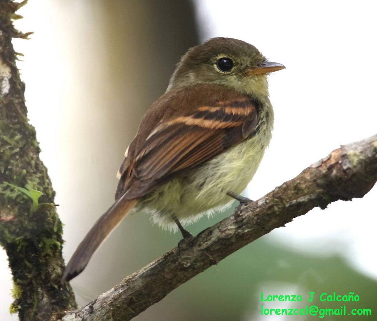 Bran-colored Flycatcher - ML247581171