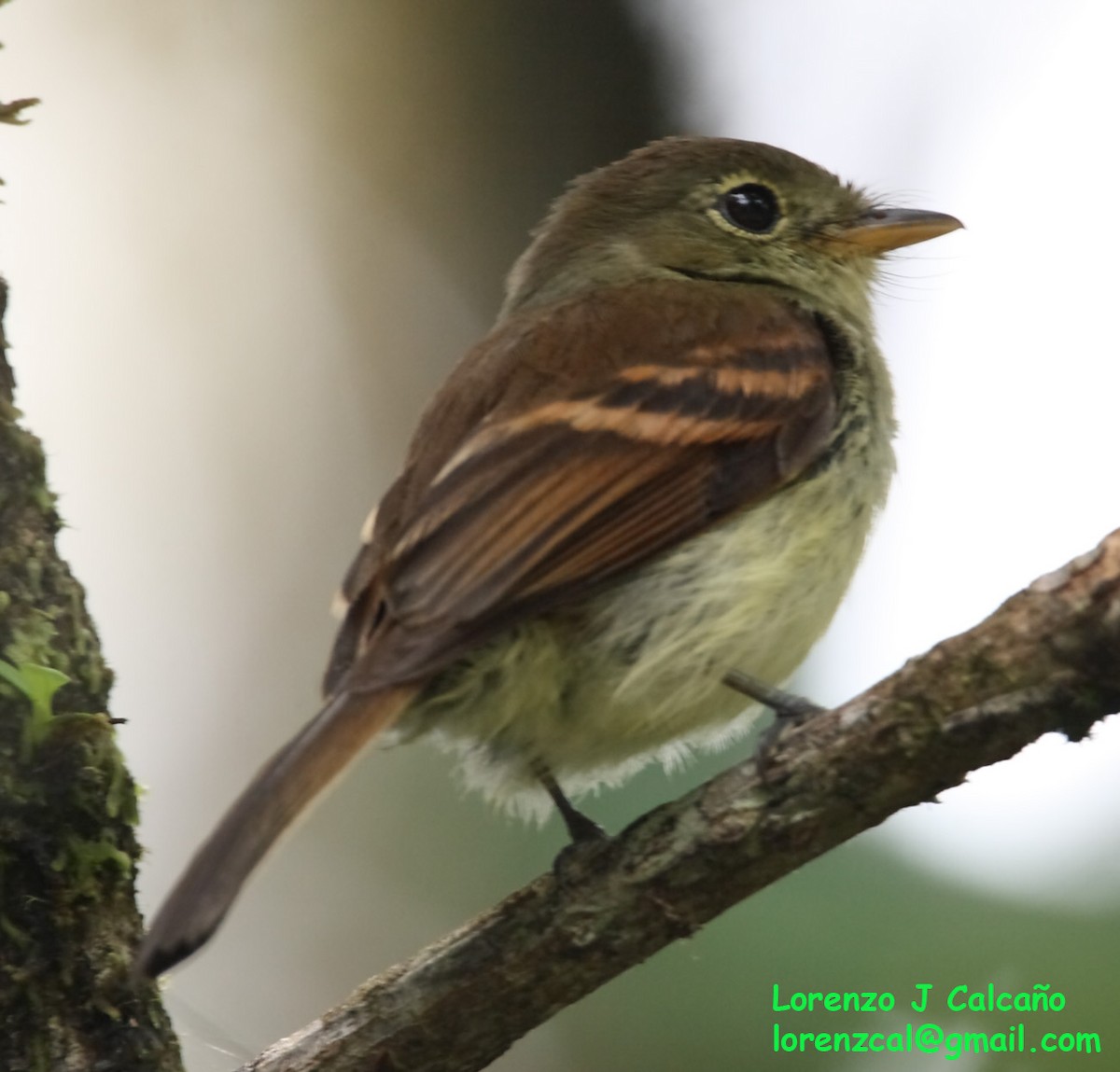 Bran-colored Flycatcher - ML247581201