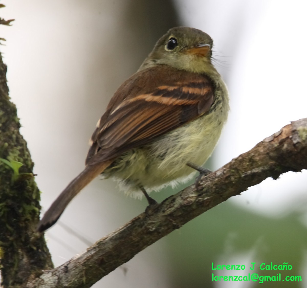 Bran-colored Flycatcher - ML247581231