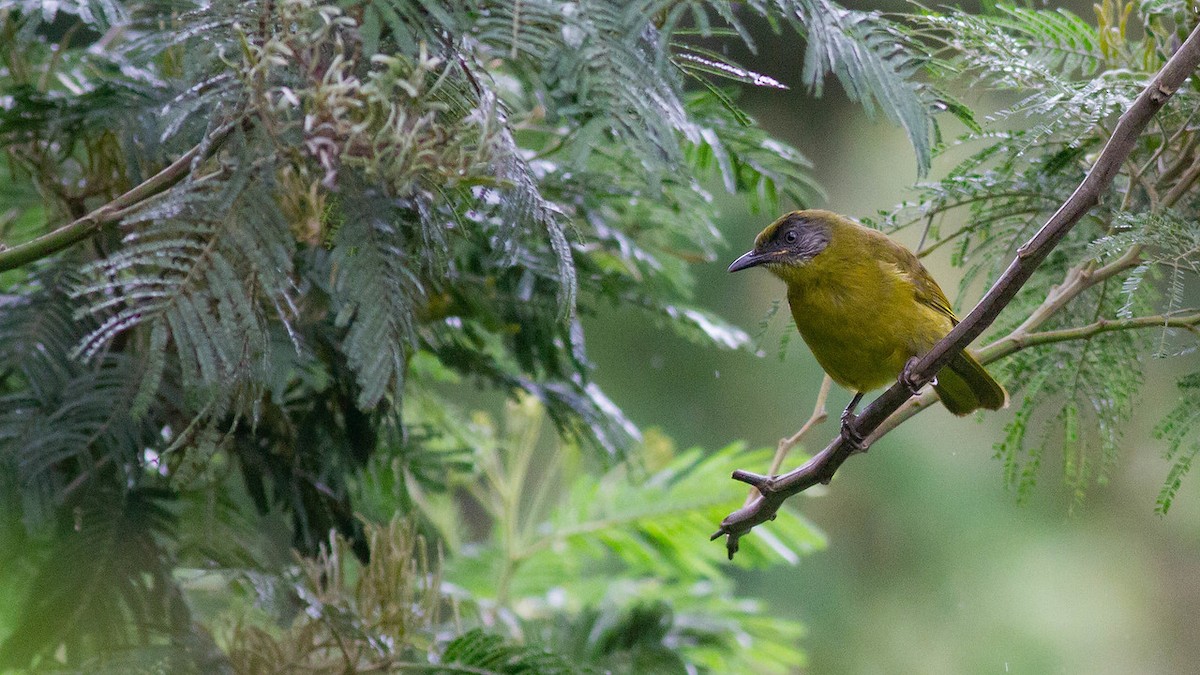 Stripe-cheeked Greenbul (Stripe-faced) - ML247581711