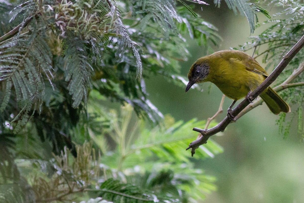 Stripe-cheeked Greenbul (Stripe-faced) - ML247581741