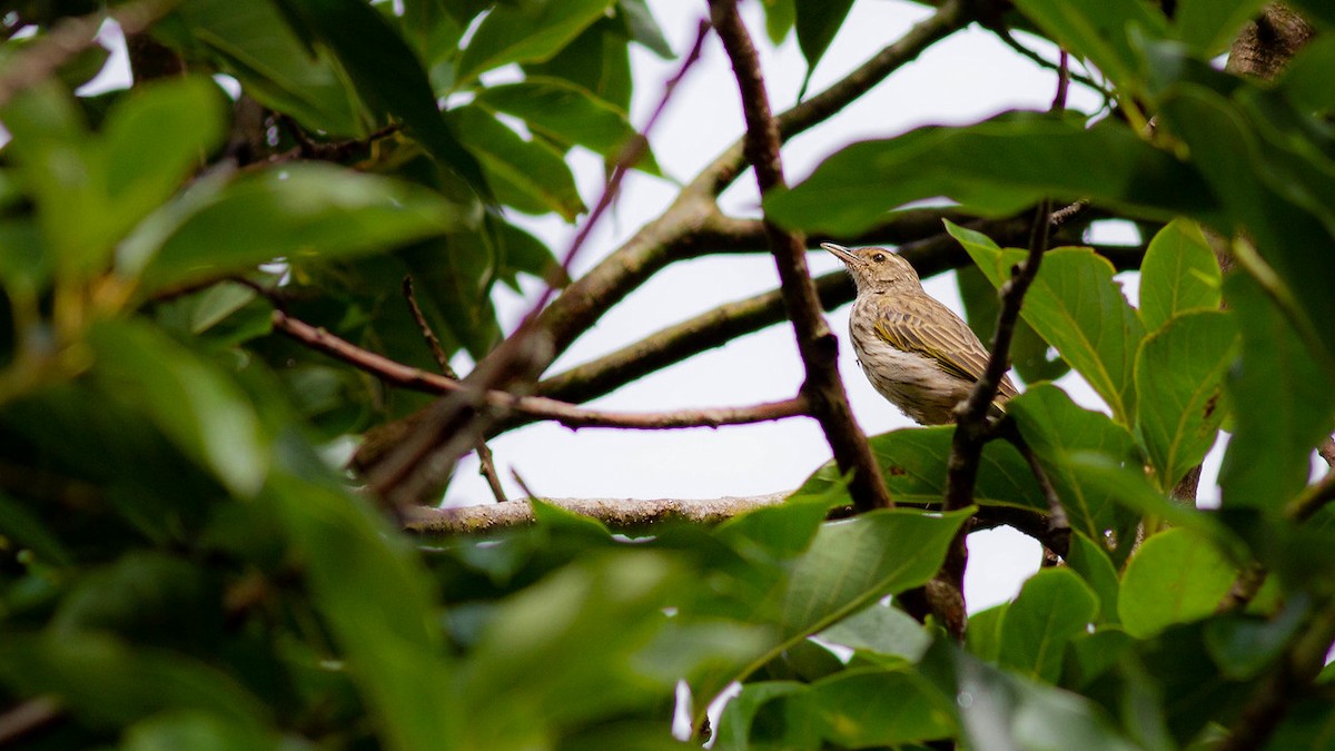 Striped Pipit - ML247581781