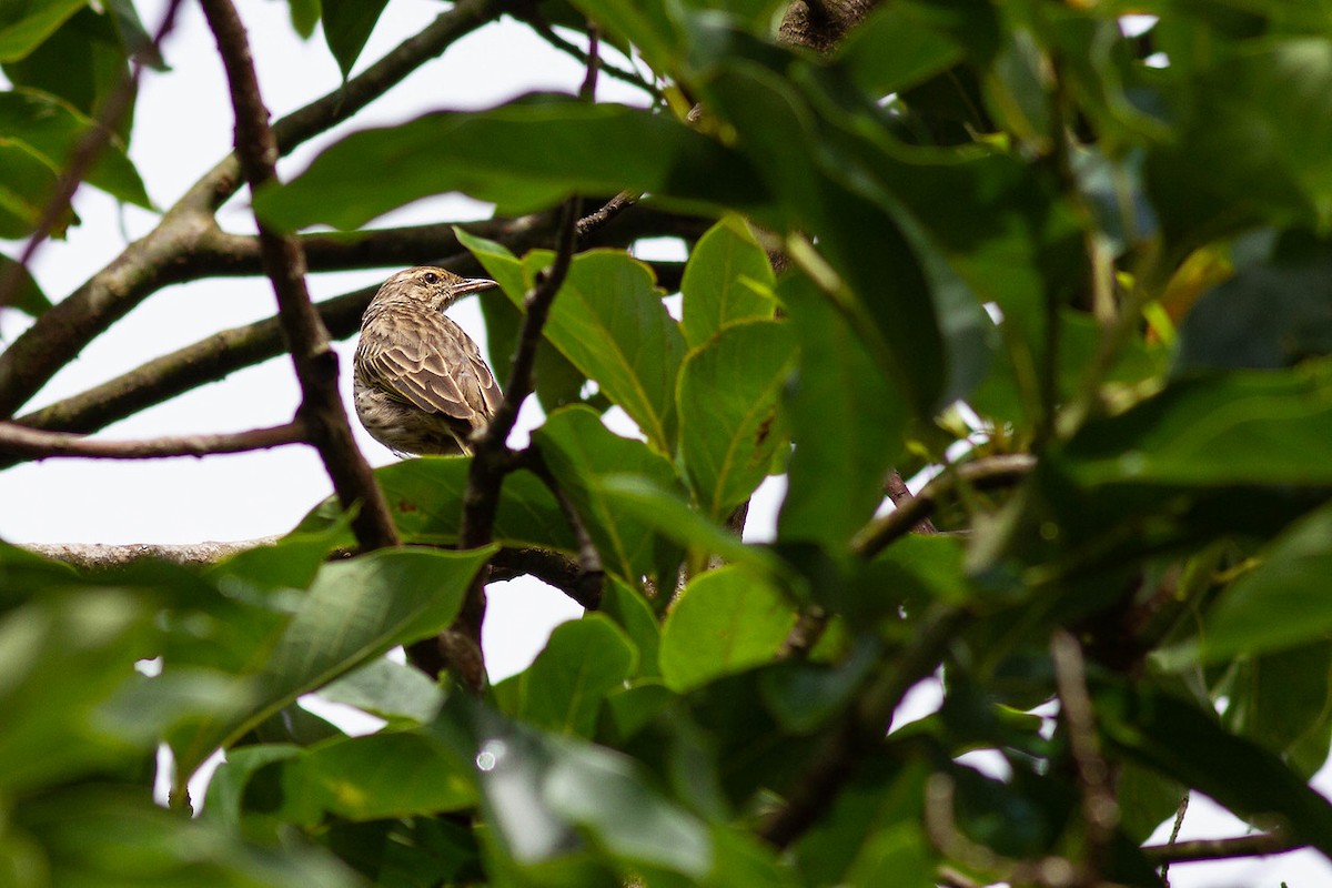 Striped Pipit - ML247581821