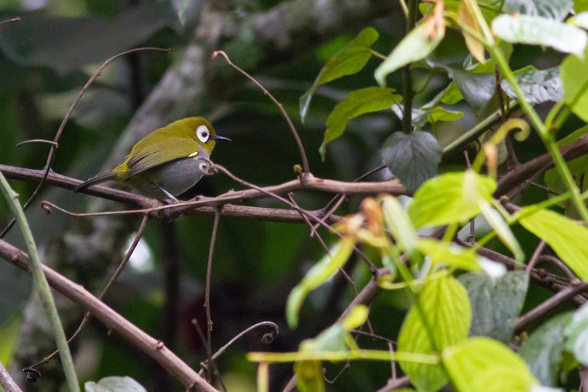 Taita White-eye - ML247581961