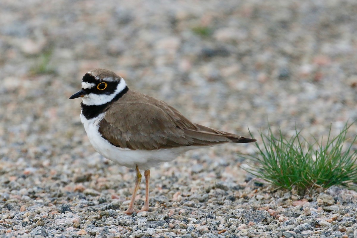 Little Ringed Plover - ML247582291