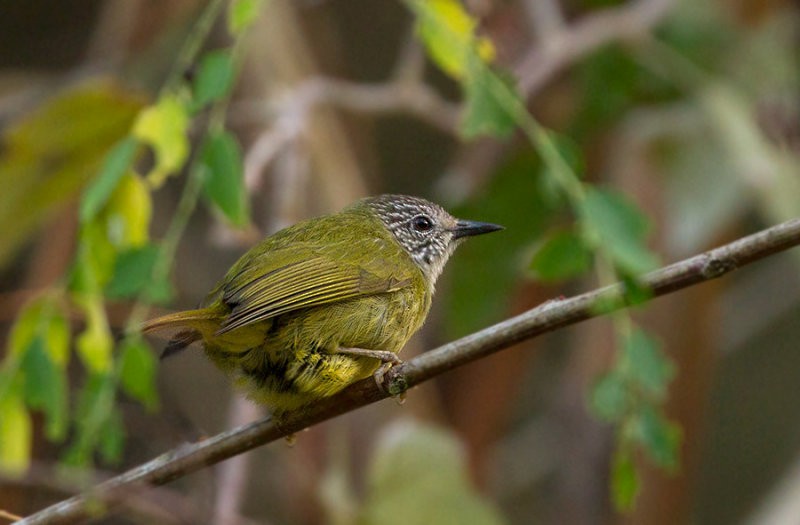 Streak-headed White-eye - Peter Ericsson