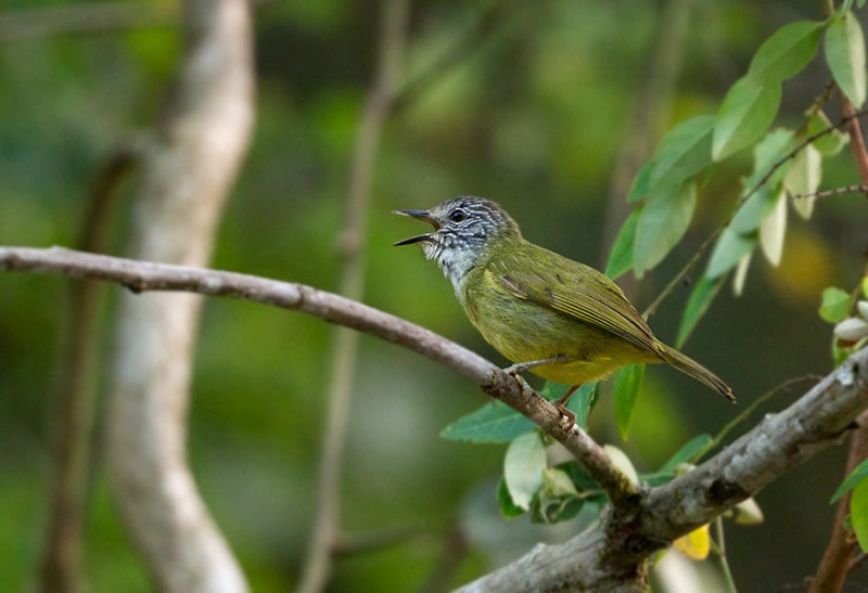 Streak-headed White-eye - Peter Ericsson