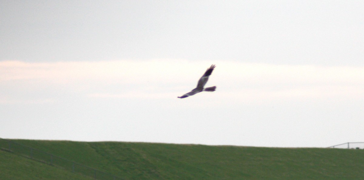 Montagu's Harrier - ML247585171