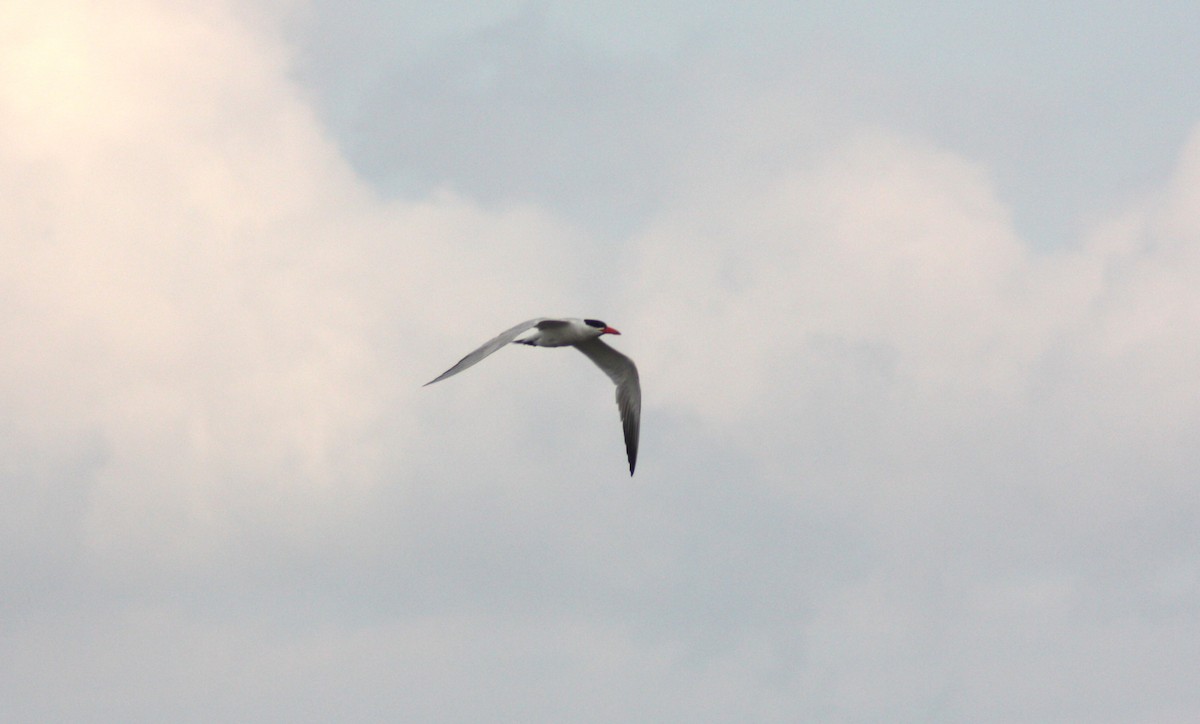 Caspian Tern - ML247585261