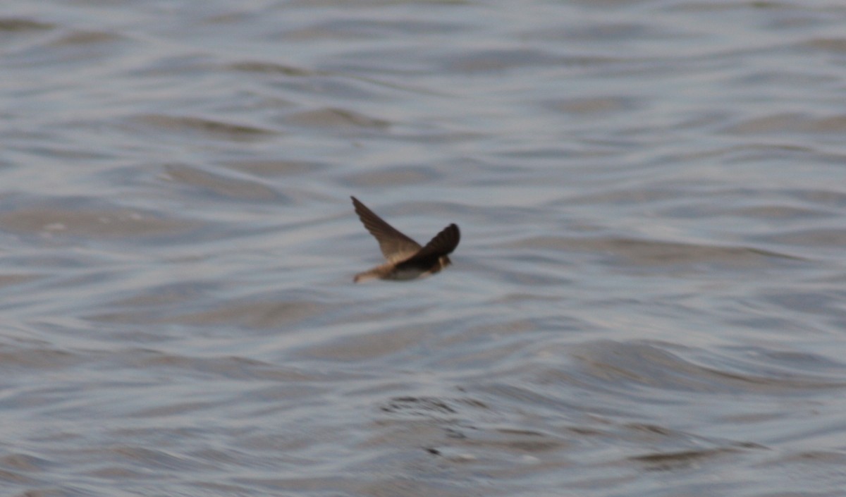 Bank Swallow - ML247585341