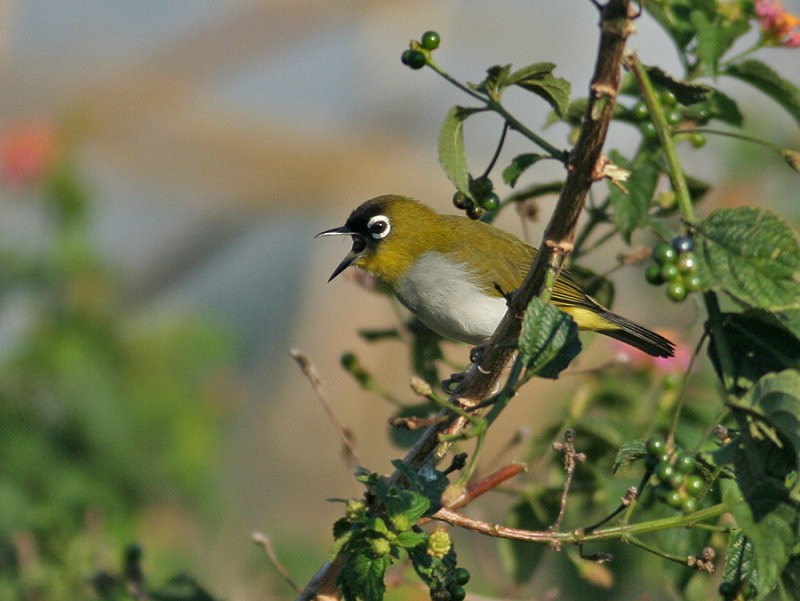 Black-crowned White-eye - Peter Ericsson