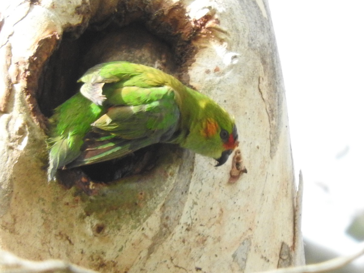 Purple-crowned Lorikeet - ML247586001