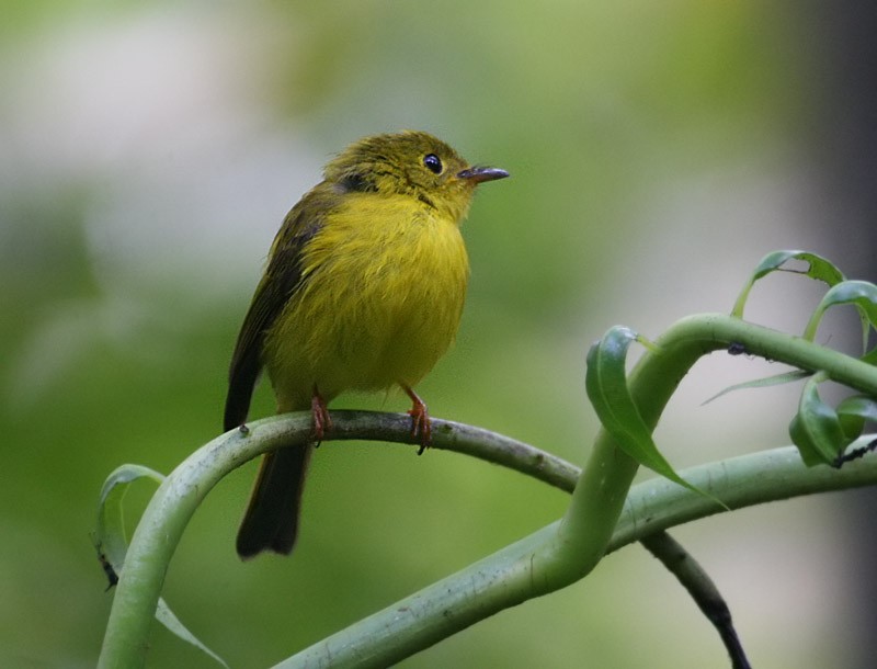 Citrine Canary-Flycatcher - ML247586281